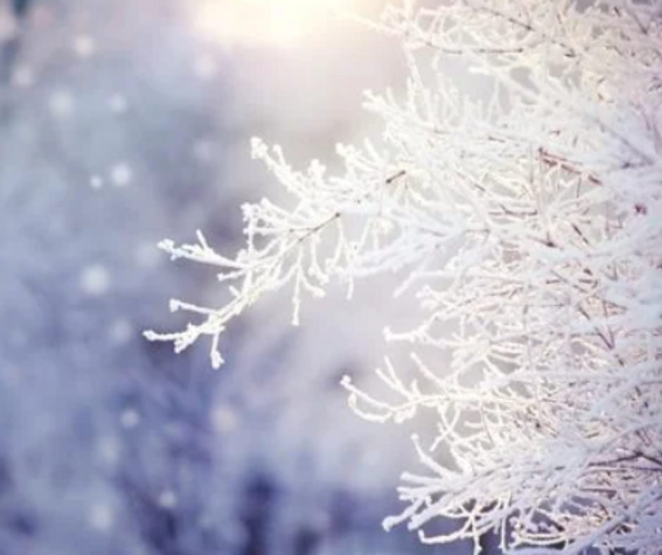 La galaverna tra gli alberi innevati